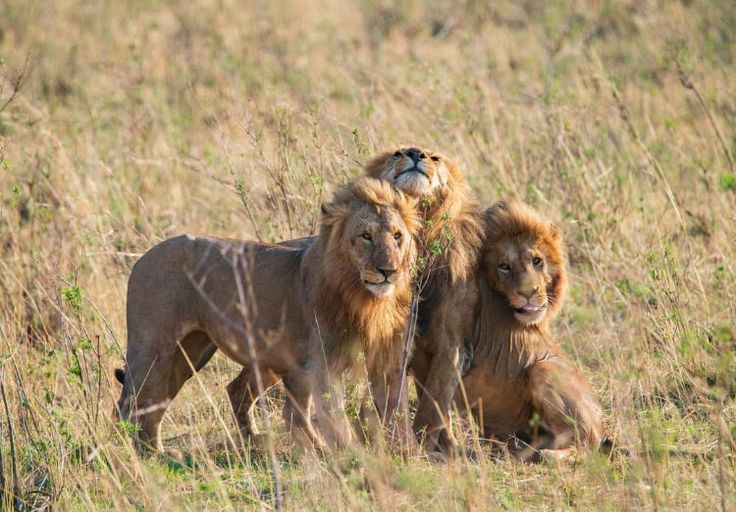 Tsavo 5